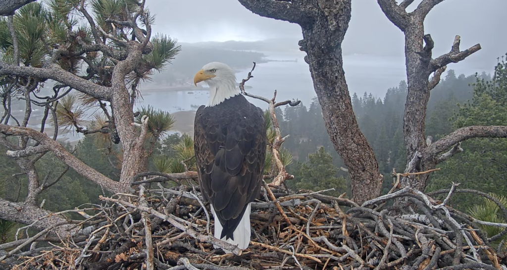 Eagle sitting up on a nest