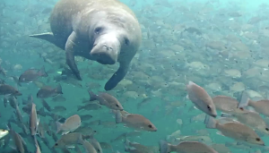 A manatee swims along with various fish