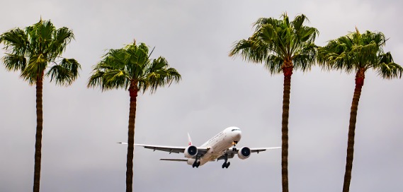An airplane in flight is shown between four palm trees.